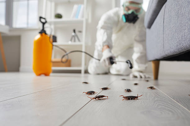 Post-Treatment Bed Bug Interceptor Monitoring in Lauderdale Lakes